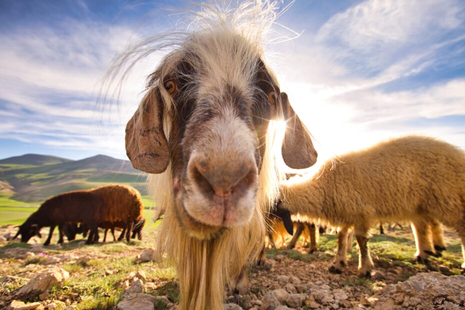 Goats and sheep grazing near Noah's ark in the mountains of Ararat near Uzengili, Turkey.