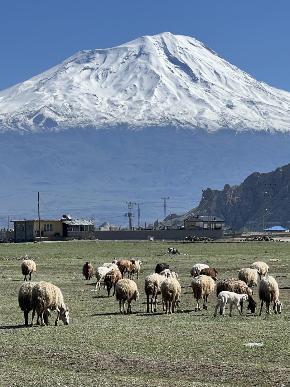 Sheep grazing near the foot of Mount Ararat near Noah's ark.